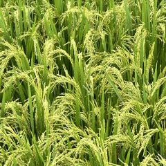 Fanpu Life User Photo