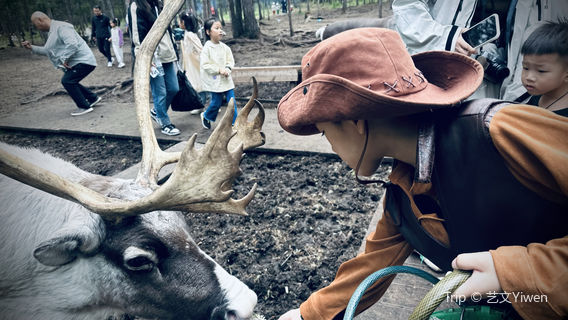 Reindeer Feeding in Hulunbuir