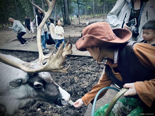 Reindeer Feeding in Hulunbuir