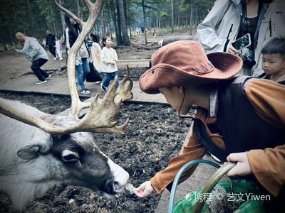 フルンボイルでトナカイの餌やり