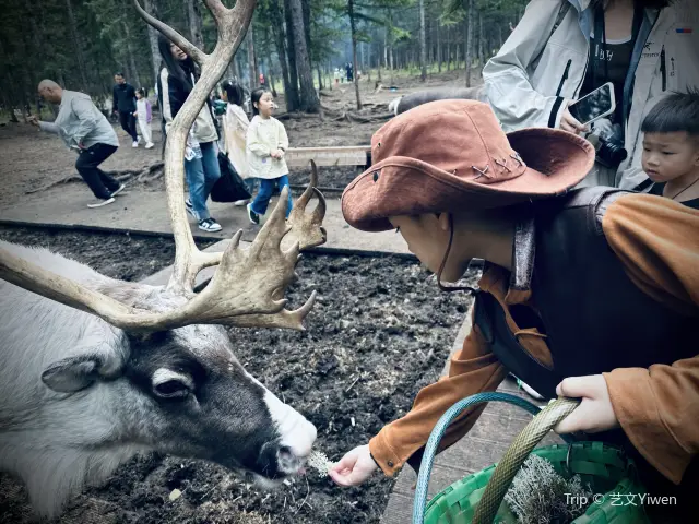 Reindeer Feeding in Hulunbuir