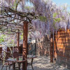 Wisteria Cafe User Photo
