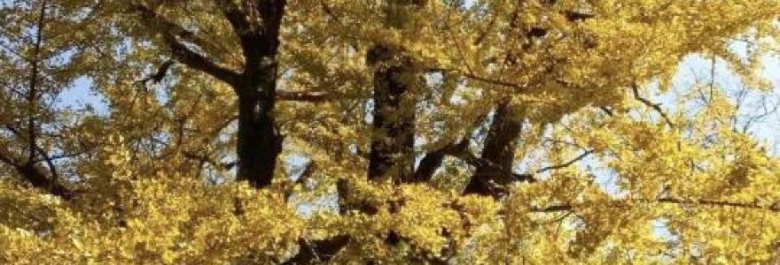 盘州·东湖里·假日酒店(东湖公园银杏广场店)·四季三食