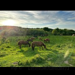 WANG YE FU XIAN YANG SHUAN User Photo