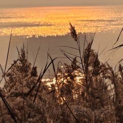 紫薇冷饮(桐乡店) User Photo