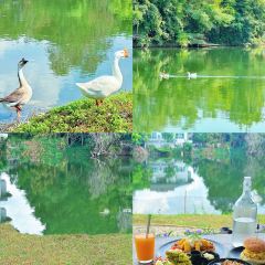 Bella Goose Cafe on the Pond User Photo