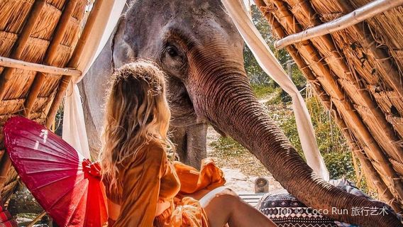 Secret Elephant sanctuary