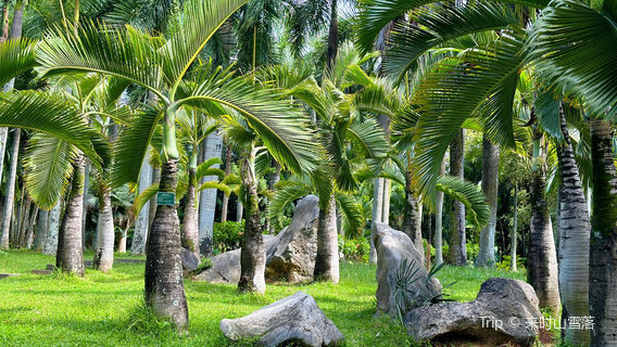 Passion Fruit Garden