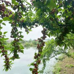 马帮寨院坝火锅(新津店) User Photo