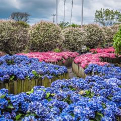 Manor Blanc User Photo