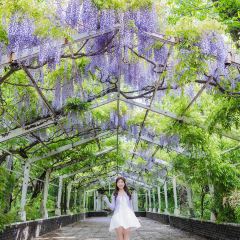Wisteria Cafe User Photo
