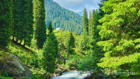 yi li zhou xin yuan xian kan su zhen kan su gou zi ran jing qu