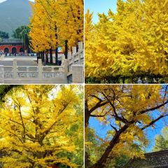 杨记灌肠(食品街店) User Photo