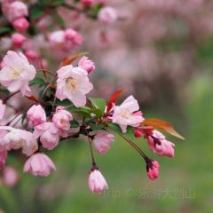 MY.girl蜜菓(霍山县蜜果饮品店) 여행 사진