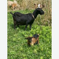 江从明巴适蒸笼 User Photo