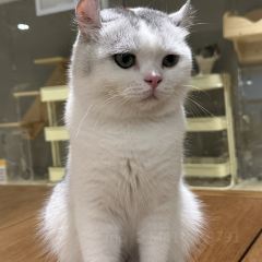 猫乎乎猫咖啡屋(中南城B座店) User Photo