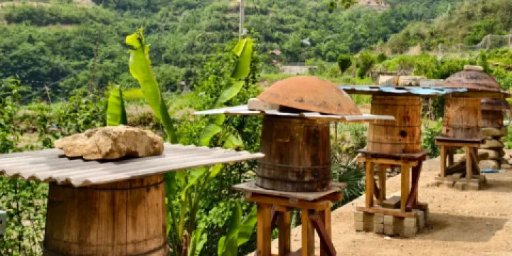 嶽西黃尾山林土雞農家樂