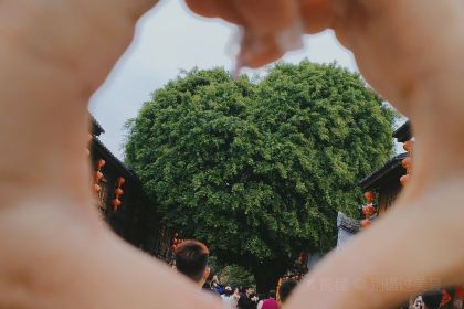 草本汤(绿洲店)