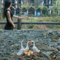 绍兴新昌安岚·听涛阁 User Photo