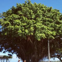 Cafe Pesto Hilo Bay User Photo