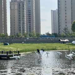 平湖派咖啡馆 User Photo