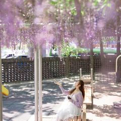 Wisteria Cafe User Photo