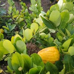 明味生態農莊張用戶圖片