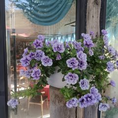 阿尔泰金牧舍 User Photo