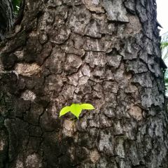 海南蓝湾绿城威斯汀度假酒店·西餐厅 User Photo