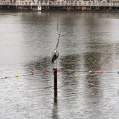 CHEN NIANG NIANG User Photo