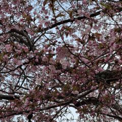 Menchuubo Ajisai Main Branch User Photo