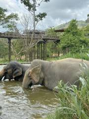 Samui Elephant Kingdom Sanctuary