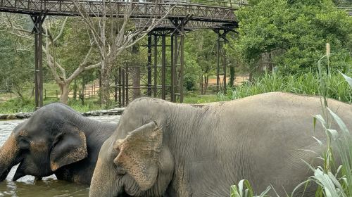Samui Elephant Kingdom Sanctuary