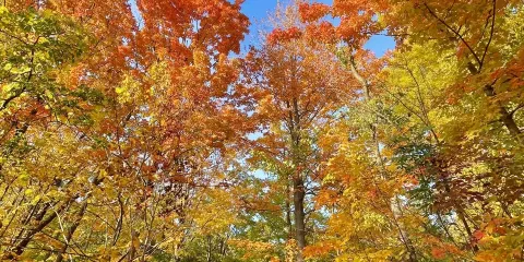 L'Amoreaux North Park