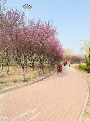 Jinghai Forest Park