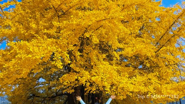 chang ti ai cun yin xing gu shu