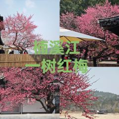 桃咖啡馆 User Photo