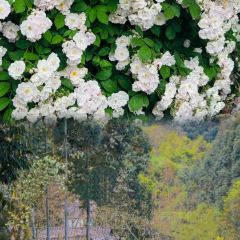 山涧别院 User Photo