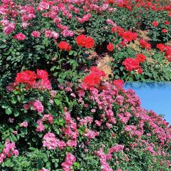云间花境餐厅 User Photo