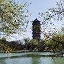 Ziyouxingxia