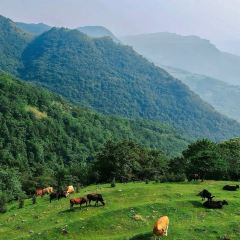 三七砂锅 User Photo