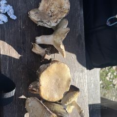 金龍餐廳張用戶圖片
