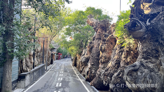 Populus Euphratica Forest