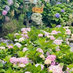 海如的花園張用戶圖片