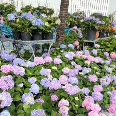 海如的花園張用戶圖片