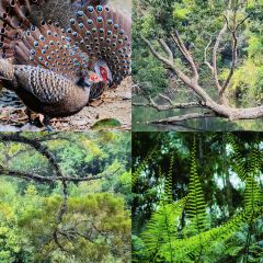 五指山亚泰雨林酒店·中餐厅 User Photo