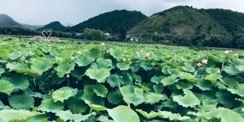 野鴨湖