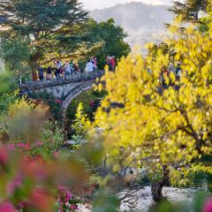 邓氏大薄片 User Photo