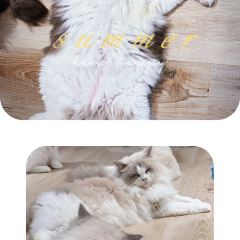 MioCat&Dessert猫咖 User Photo