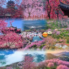 櫻花屋音樂餐吧張用戶圖片